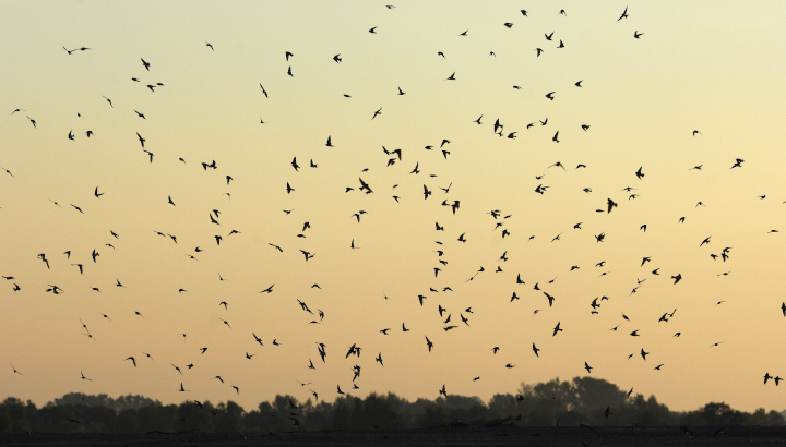 La migration des oiseaux à la baie de l'Aiguillon (EuroBirdwatch)